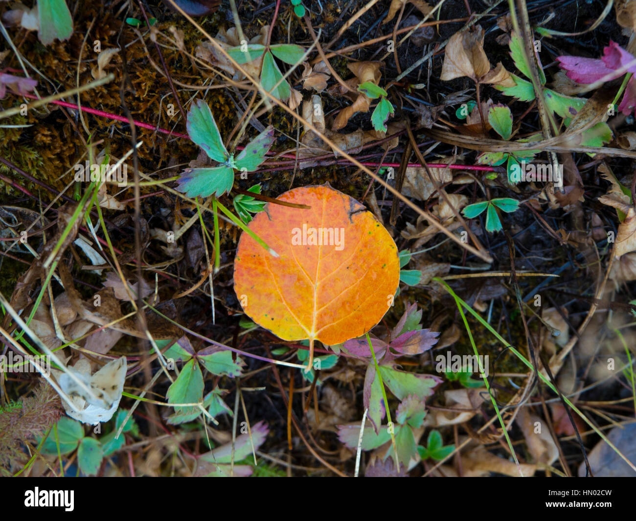 Golden aspen leaf on forest floor Stock Photo - Alamy