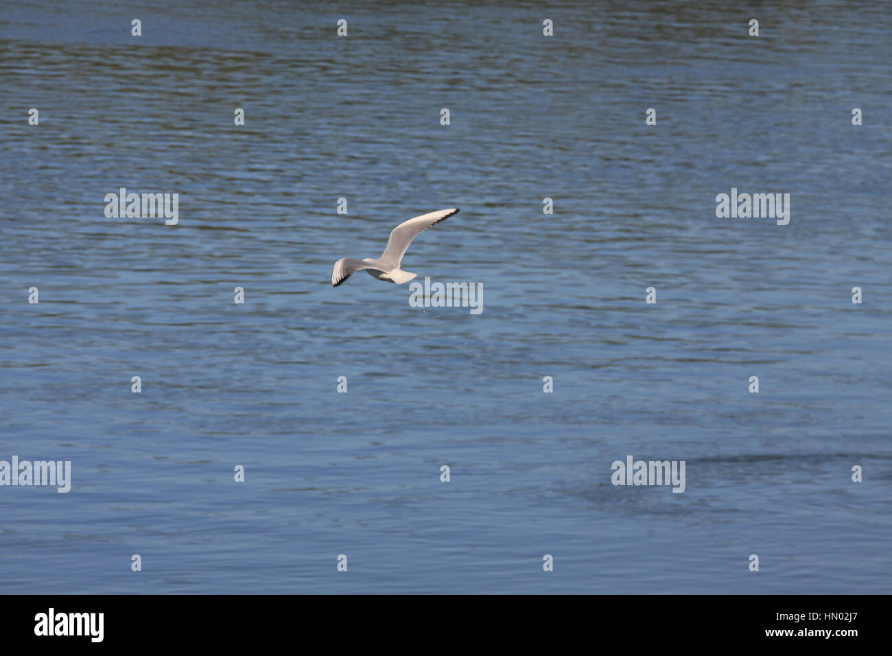 A seagull is flying over the sea. Stock Photo