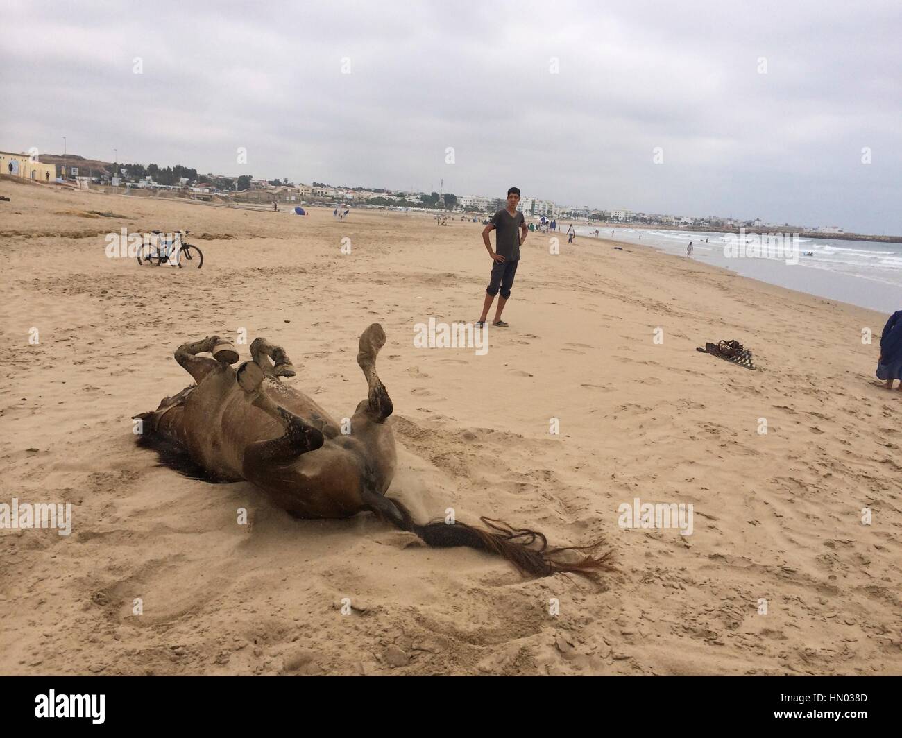 Horse rolls in the sand in front of boy on the beach of Asilah, Morocco, near Tangier. Stock Photo