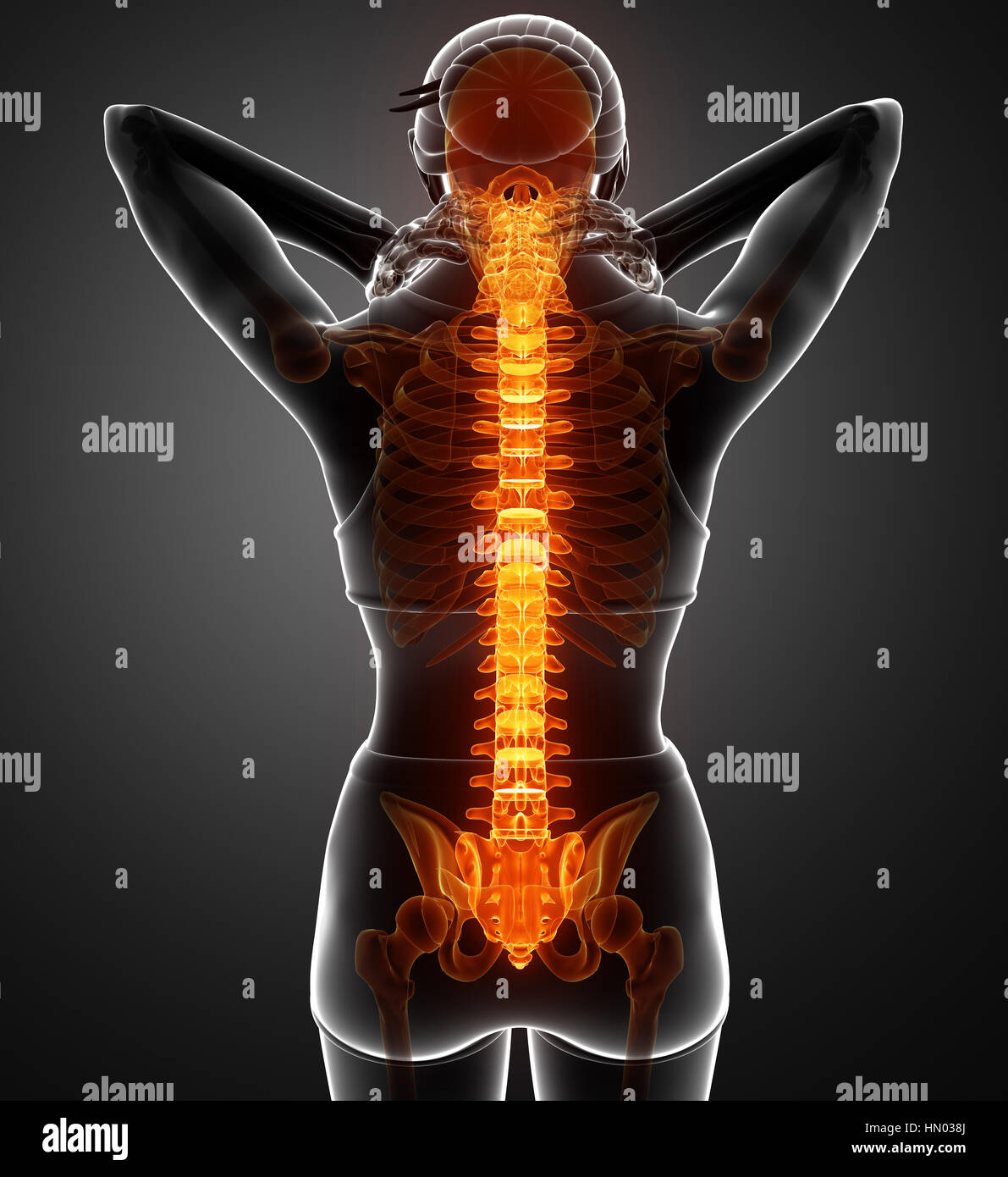 3d Illustration of Women Feeling the Back pain Stock Photo - Alamy