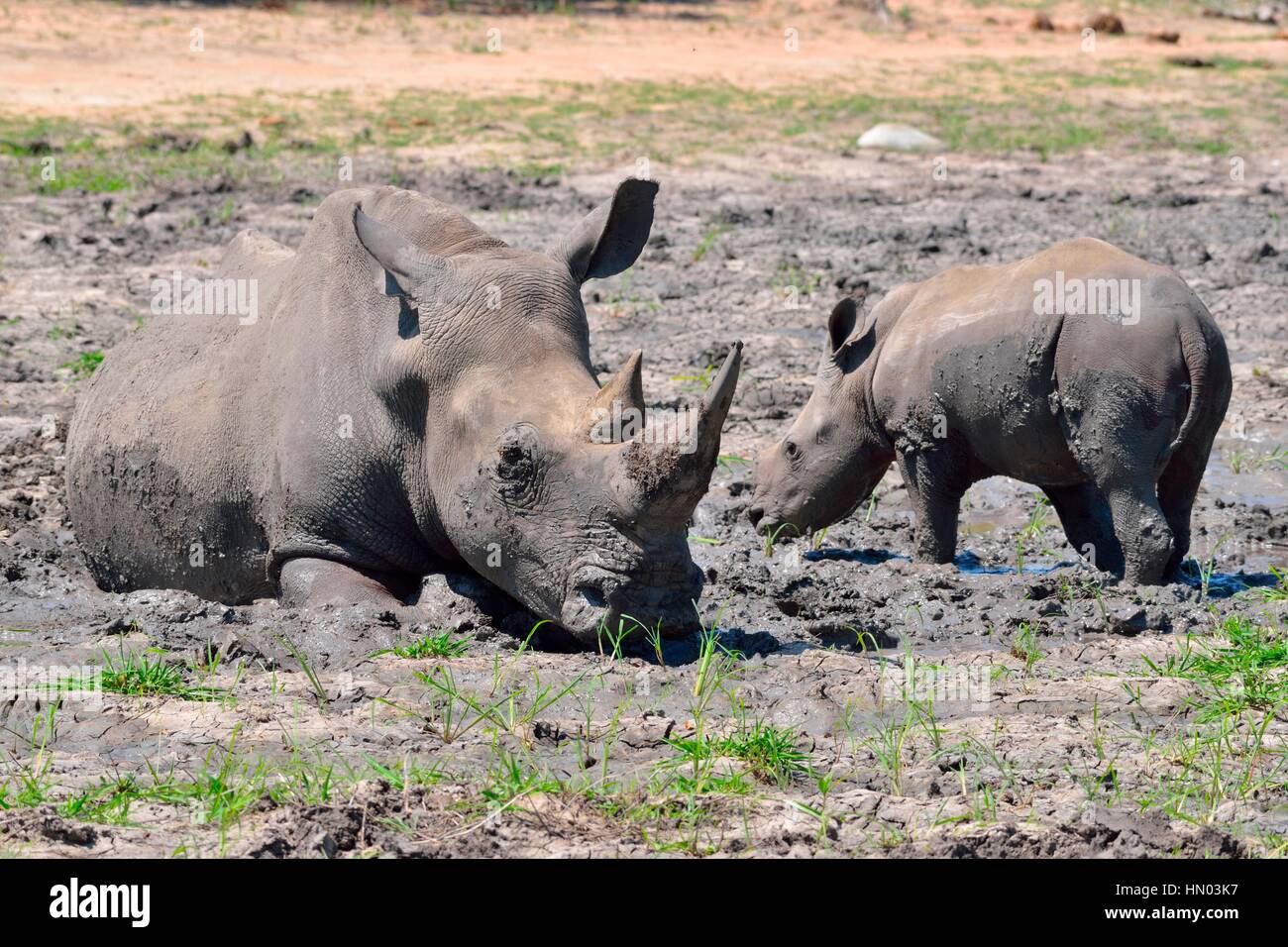 White rhinoceroses or Square-lipped rhinoceroses (Ceratotherium simum), mother with calf in the mud, nervous, Kruger National Park, South Africa Stock Photo