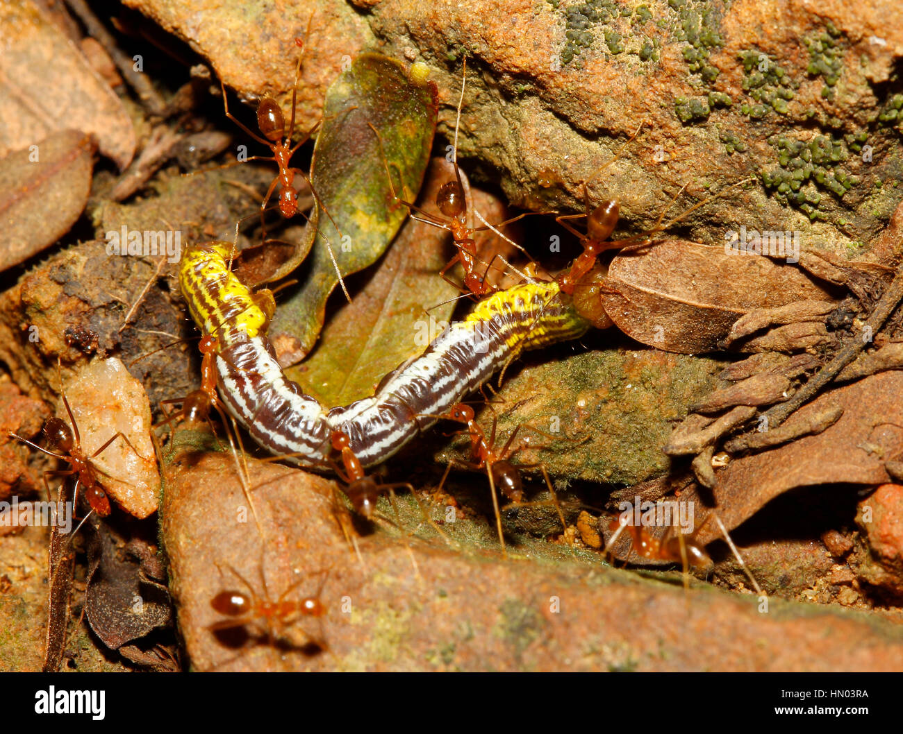 groups red ants attacking a worm in nature thailand Stock Photo Alamy