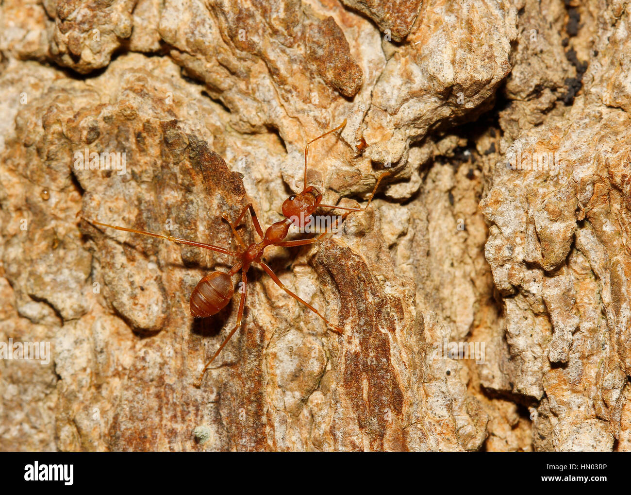 ant on tree Stock Photo Alamy