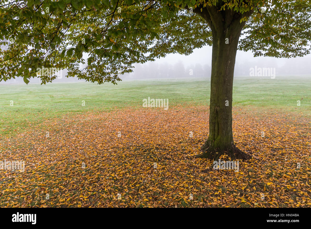 Wet landscape lonely tree hi-res stock photography and images - Alamy