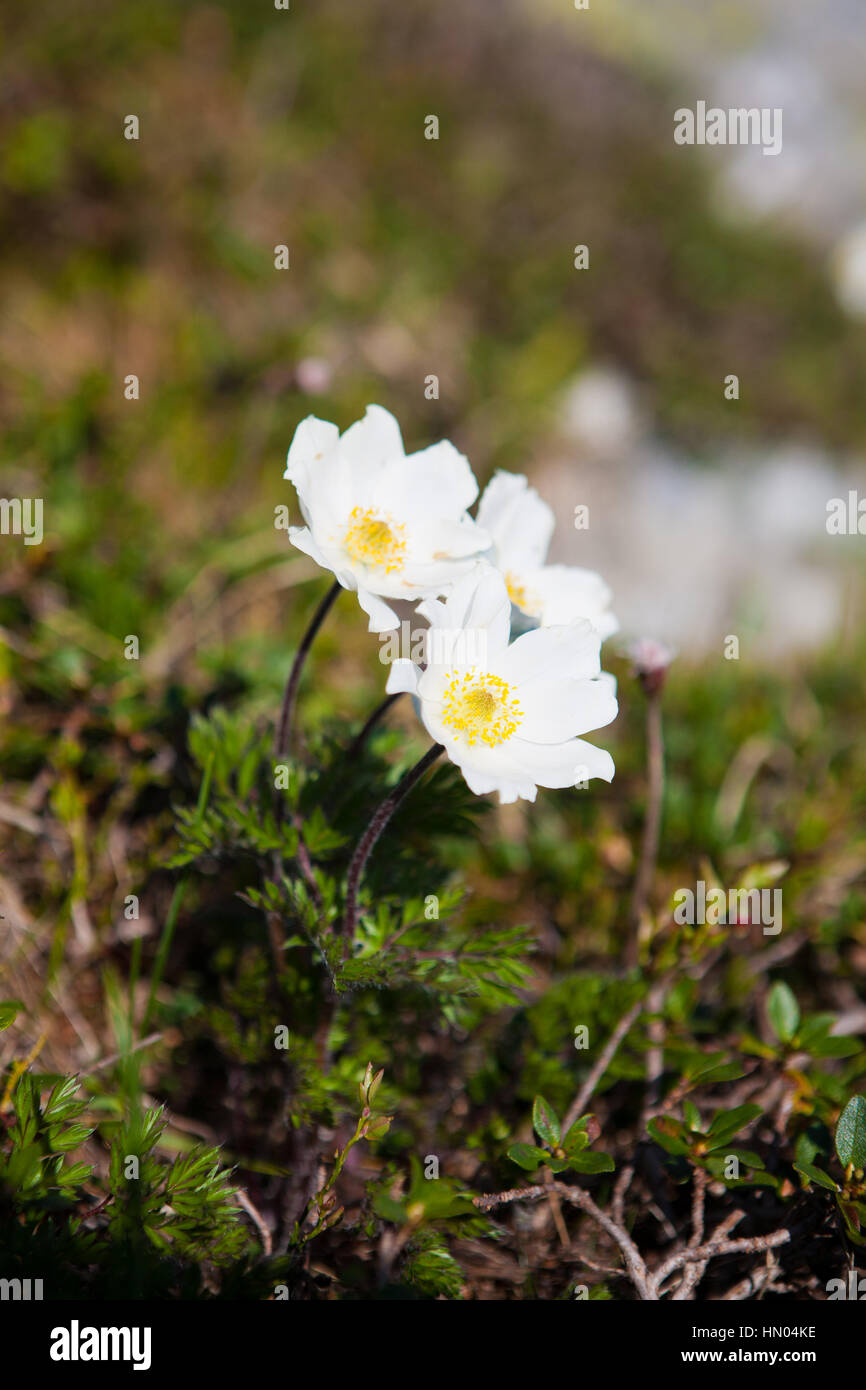 Flower Blooming Pulsatilla alba in the Carpathians Stock Photo