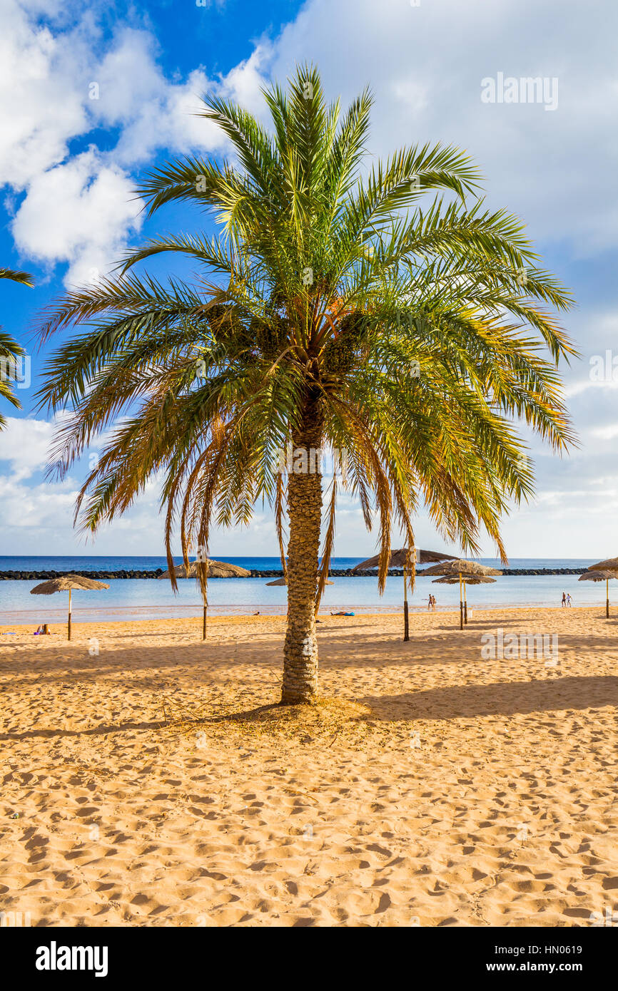 Turquoise sea, deckchairs, yellow sand and palms, sun, very beautiful nature Stock Photo