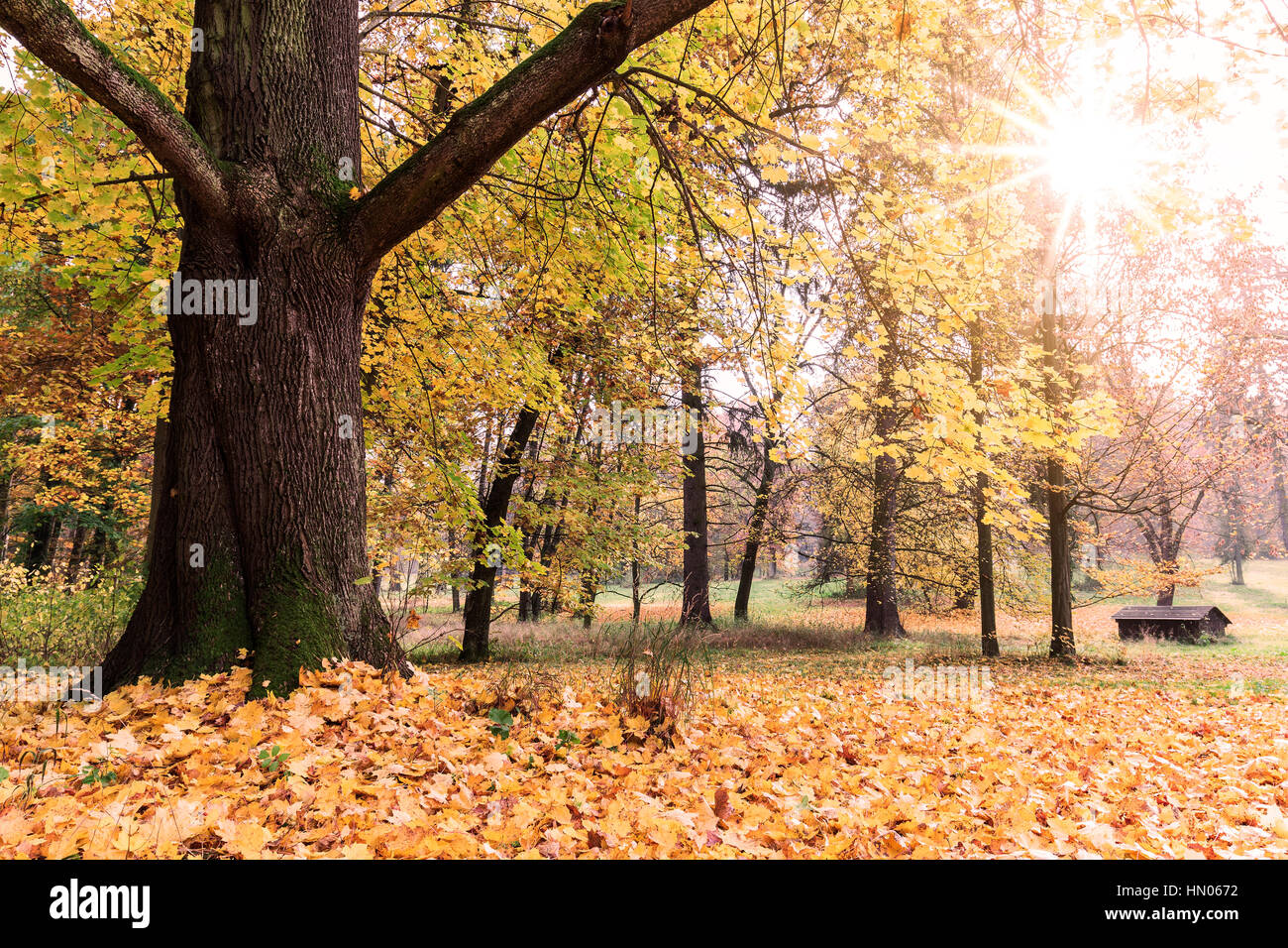 Autumn. Fall. Autumnal Park. Autumn Trees and Leaves Stock Photo