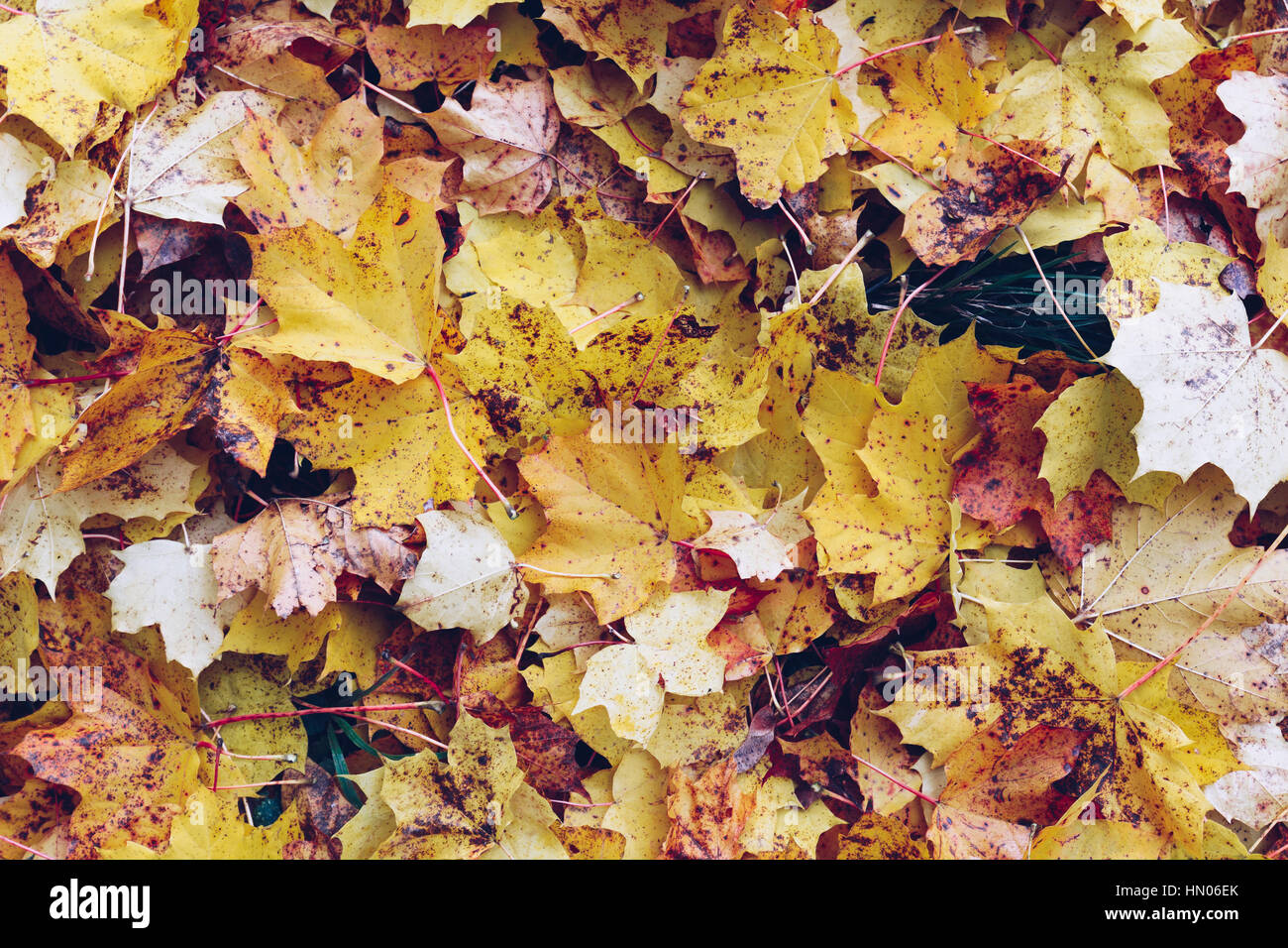 Beautiful romantic alley in a park with colorful trees and sunlight