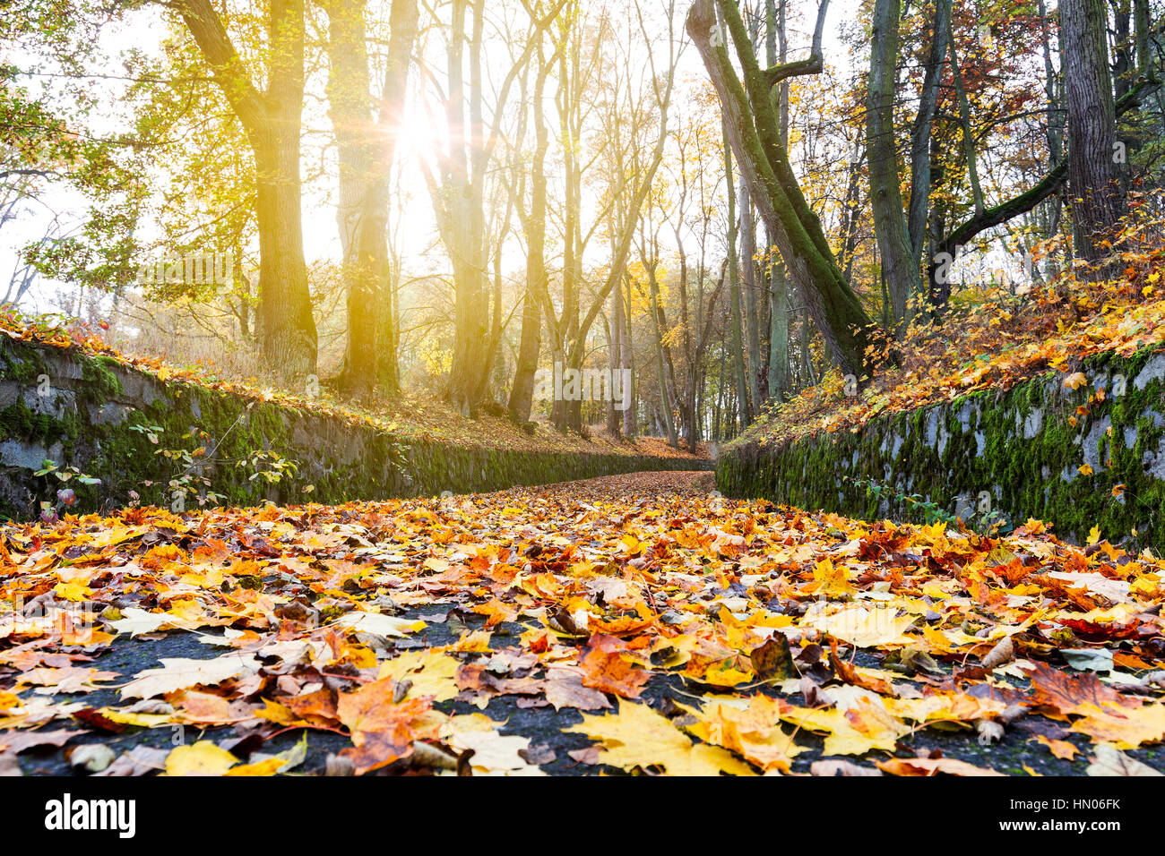 Beautiful romantic alley in a park with colorful trees and sunlight