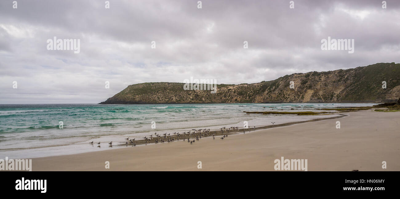 Hooded plovers on the beach at Pennington Bay. Kangaroo Island, South Australia Stock Photo