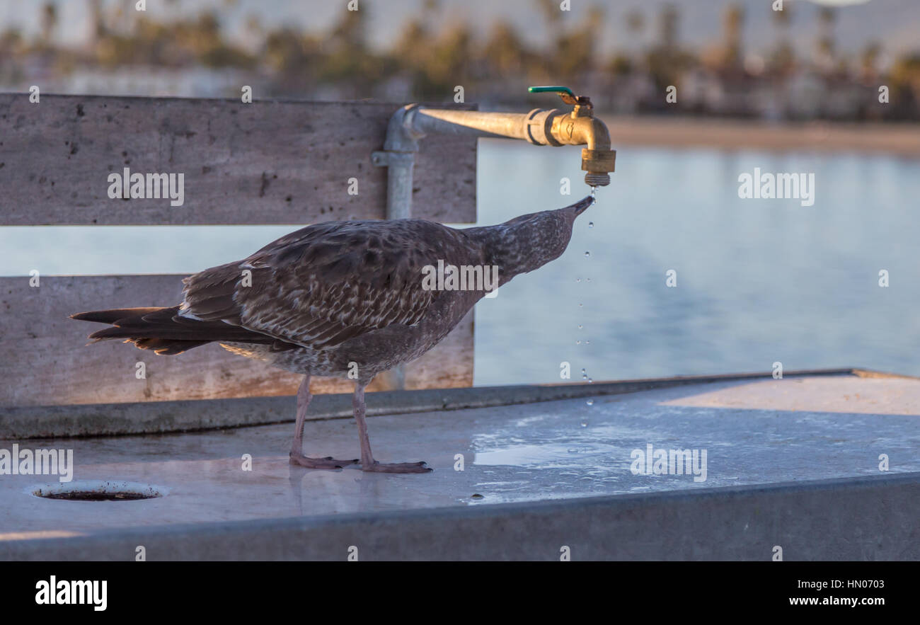 American juvenile herring gull drinking drops of water from a tap.  Taken at Santa Barbara, California on a holiday in January. Stock Photo