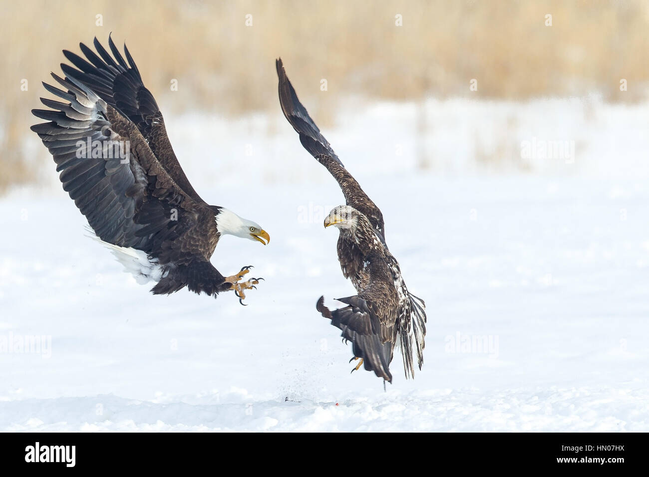 Two fighting American Bald Eagles (haliaeetus leucocephalus) in Northern Utah, USA, North America Stock Photo