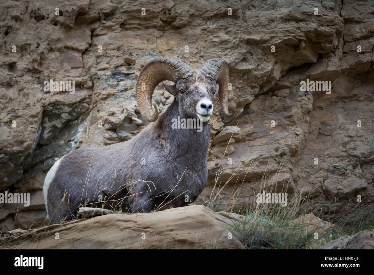 Close up of Rocky Mountain Bighorn Sheep (ovis canadensis) in Green River, Utah, USA, North America Stock Photo