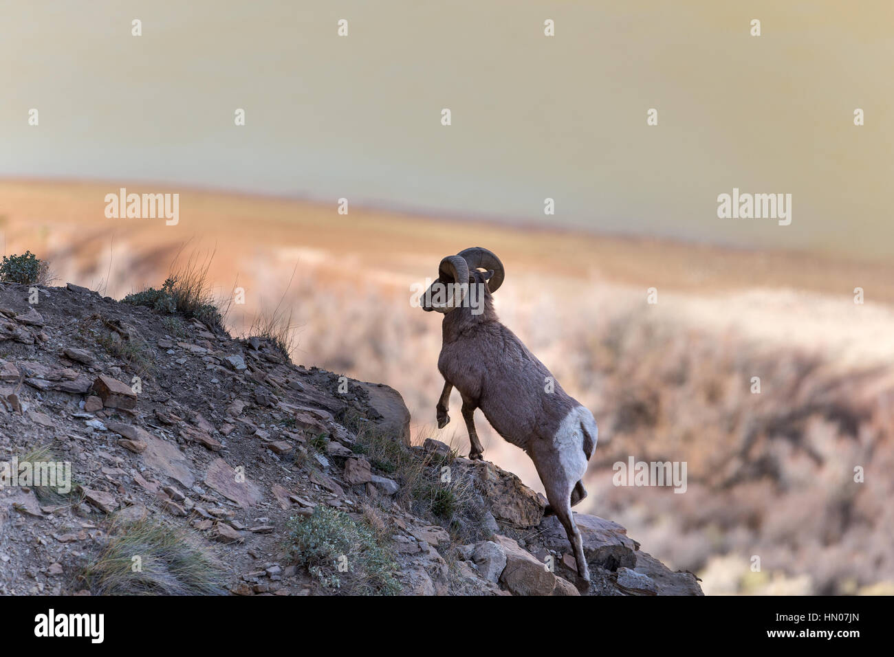 A rocky mountain bighorn sheep (ovis canadensis) walks along edge of cliff in Green River, Utah, USA, North America Stock Photo