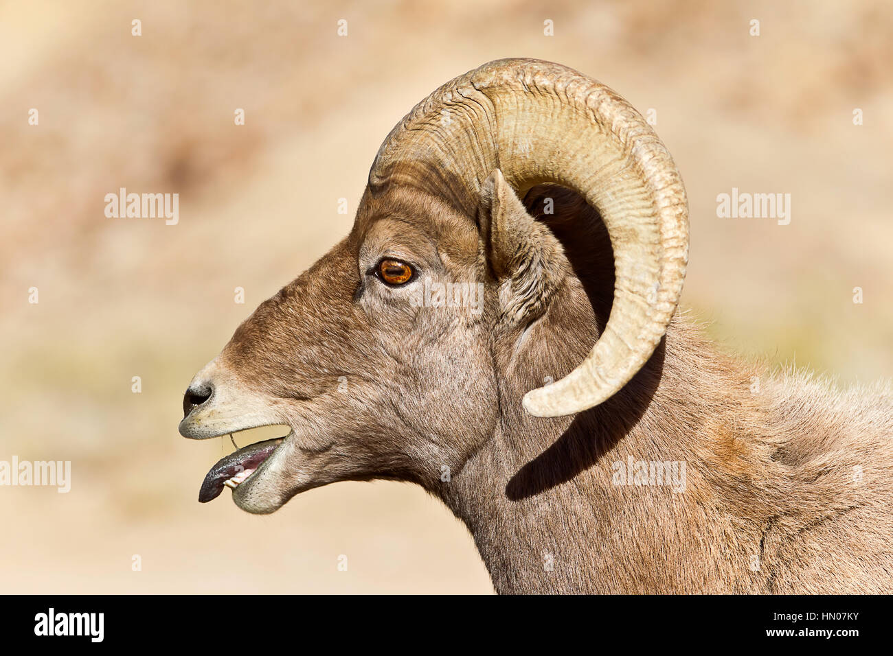 Side profile Rocky Mountain Bighorn Sheep sticking out tongue (ovis canadensis), in Green River, Utah, USA, North America Stock Photo
