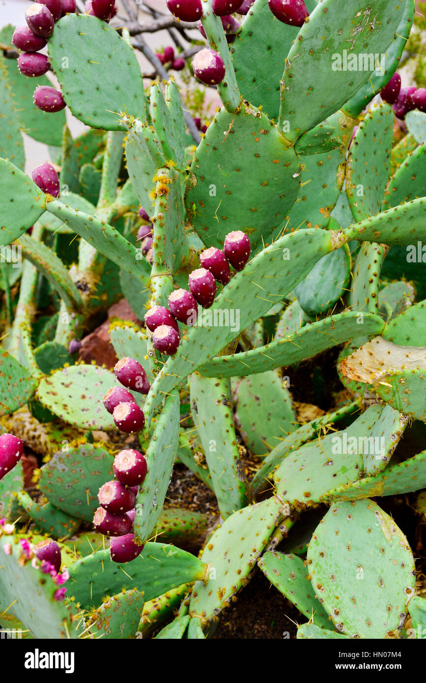 Prickly Pear Cactus (Opuntia engelmannii) with ripe fruits on its pads near Sedona Arizona. Stock Photo