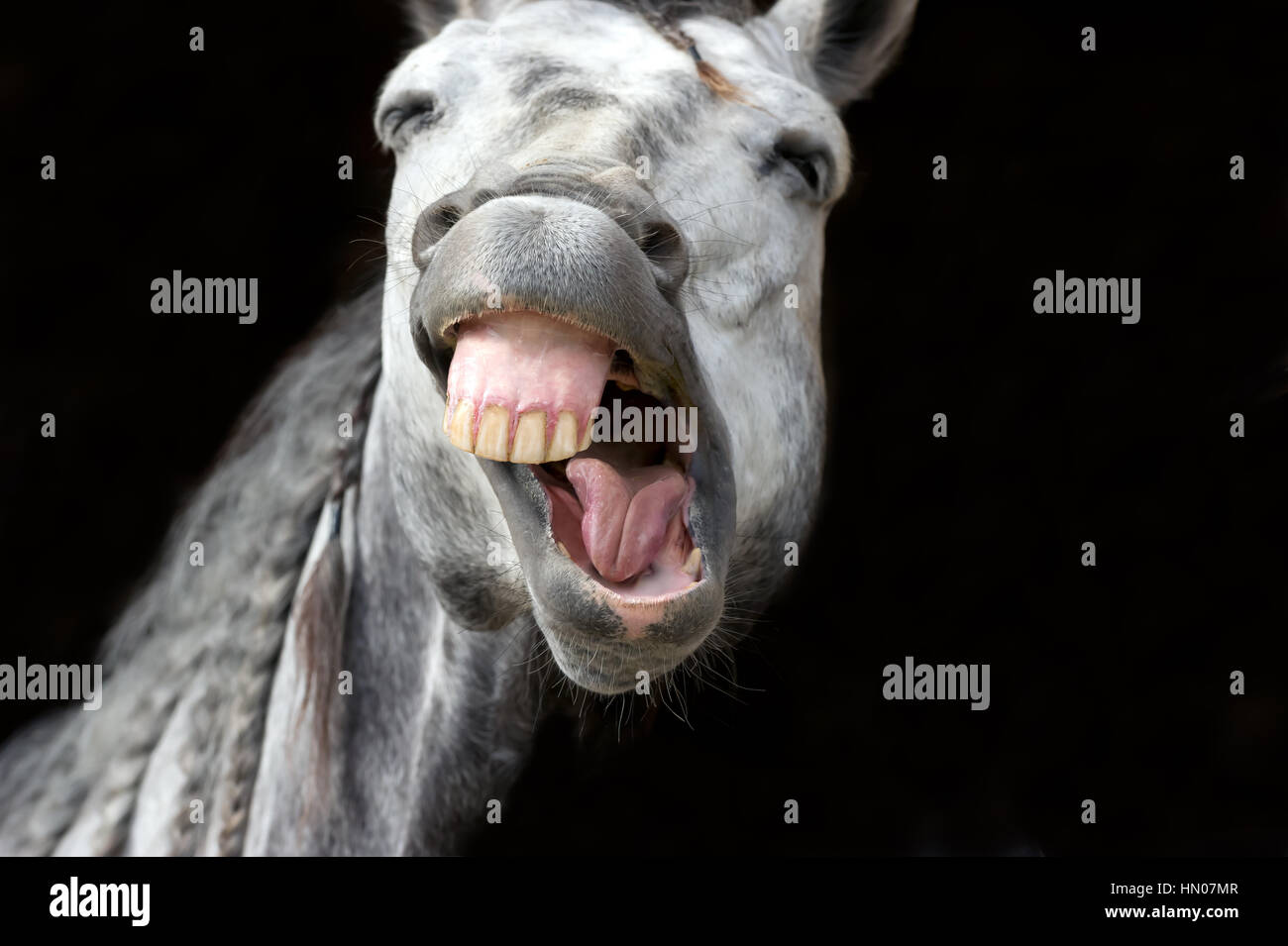 Funny animal is a white horse laughing his funny face off. Stock Photo