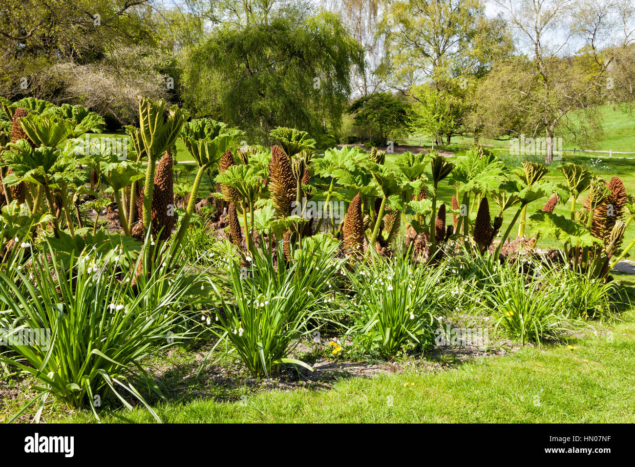 Parkland of trees covered with spring fresh leaves, architectural plants of giant rhubarb with brown flower spikes Stock Photo