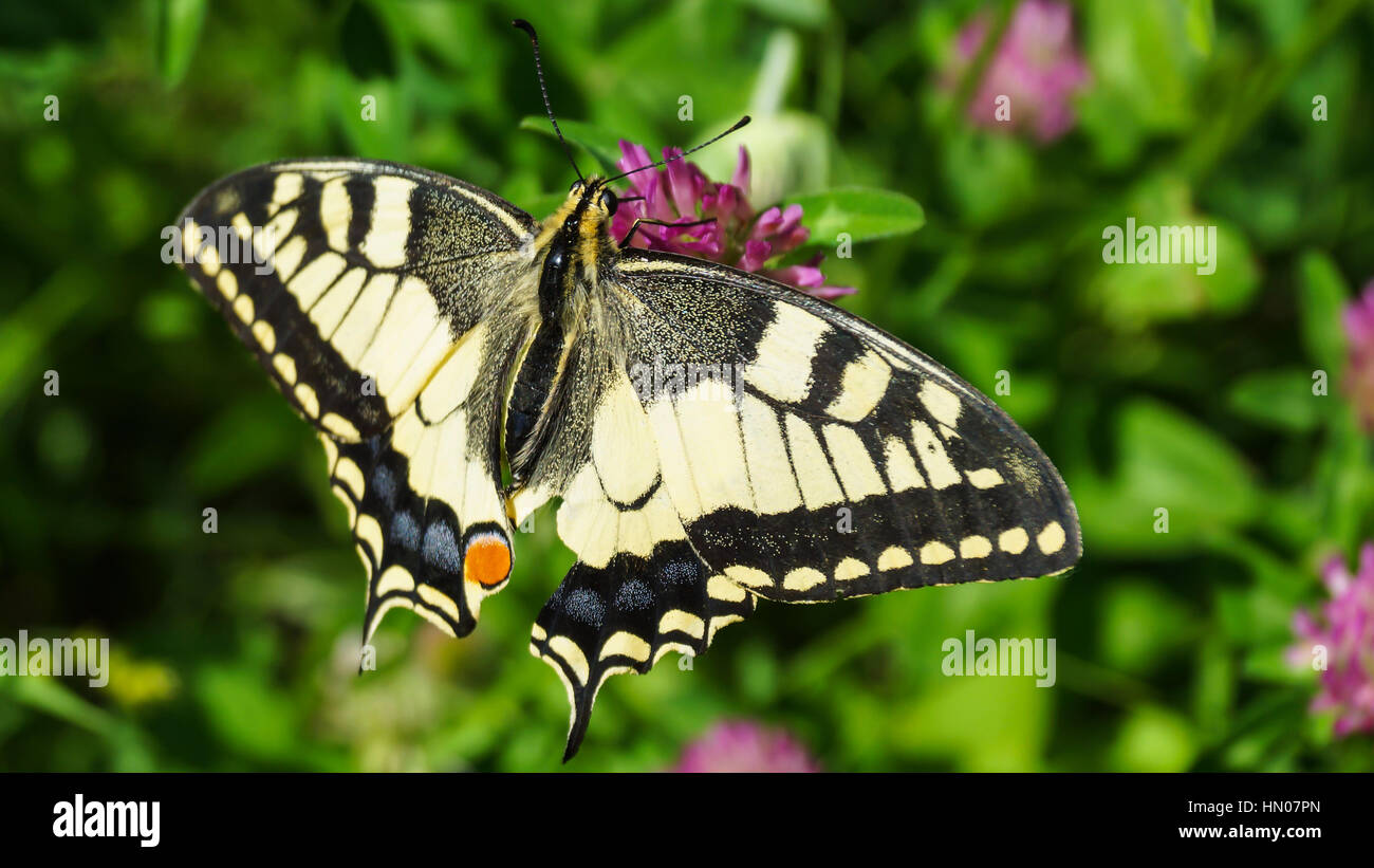 A black and white butterfly Stock Photo Alamy