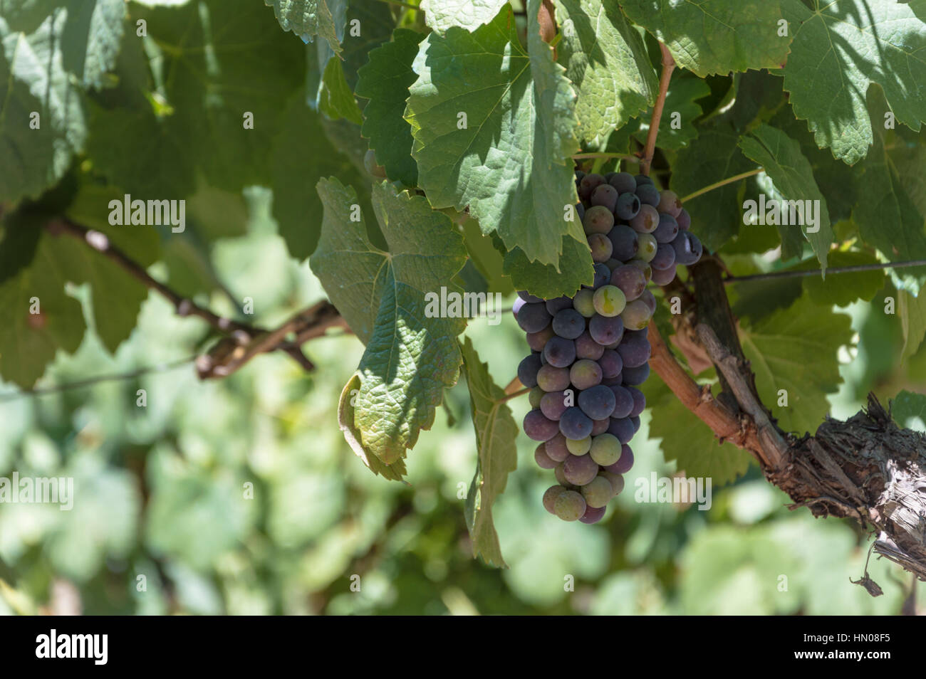 Branches of red wine grapes growing in Portugal fields. Close up view