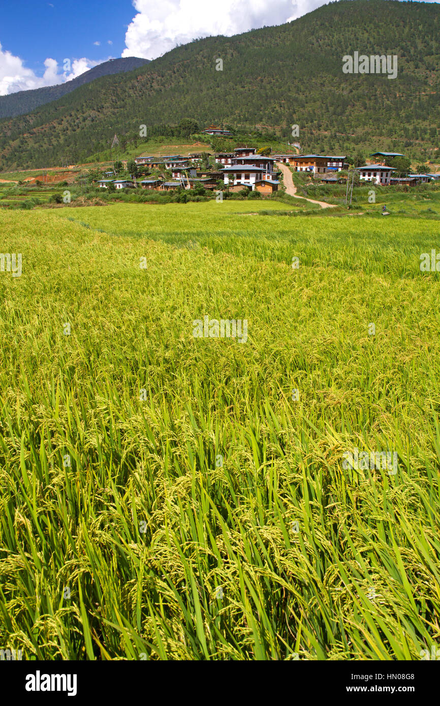 Rice fields below Chimi Lhakhang temple in Punakha Stock Photo