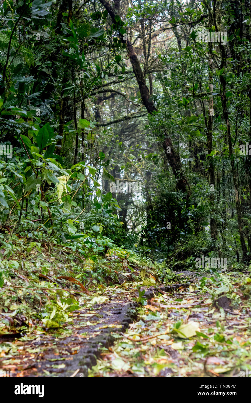 A path through the cloudforest, Monteverde, Costa Rica Stock Photo