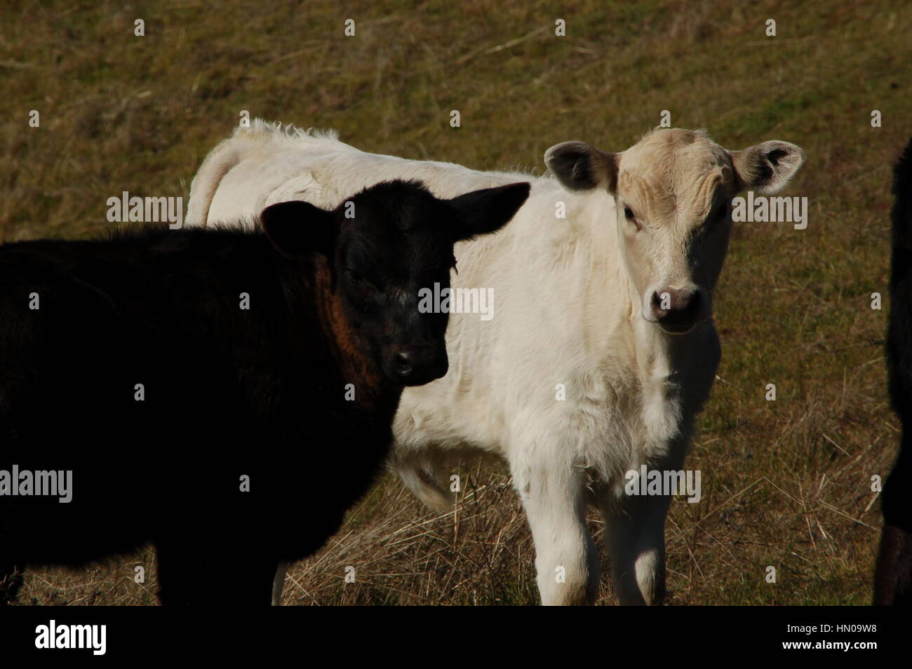 cows on a hill Stock Photo