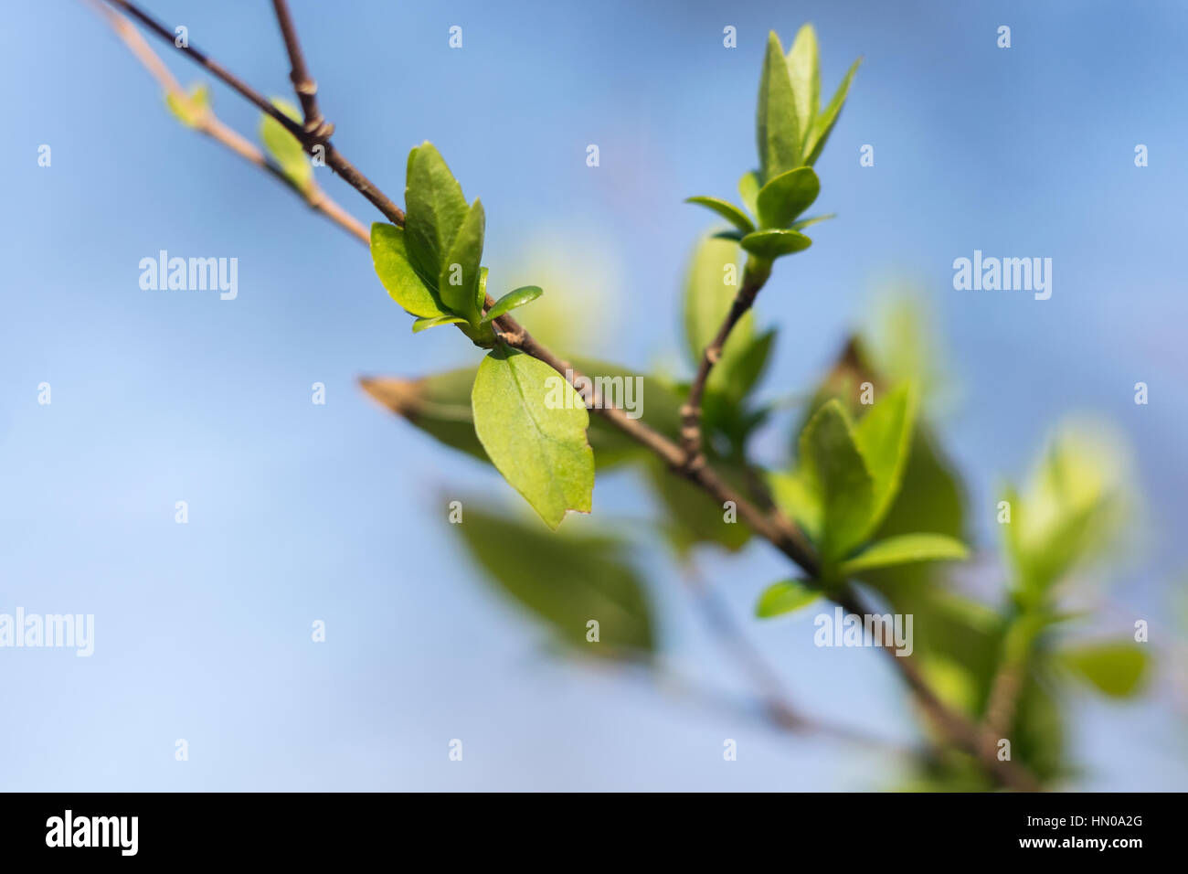 Tree branch spring hi-res stock photography and images - Alamy