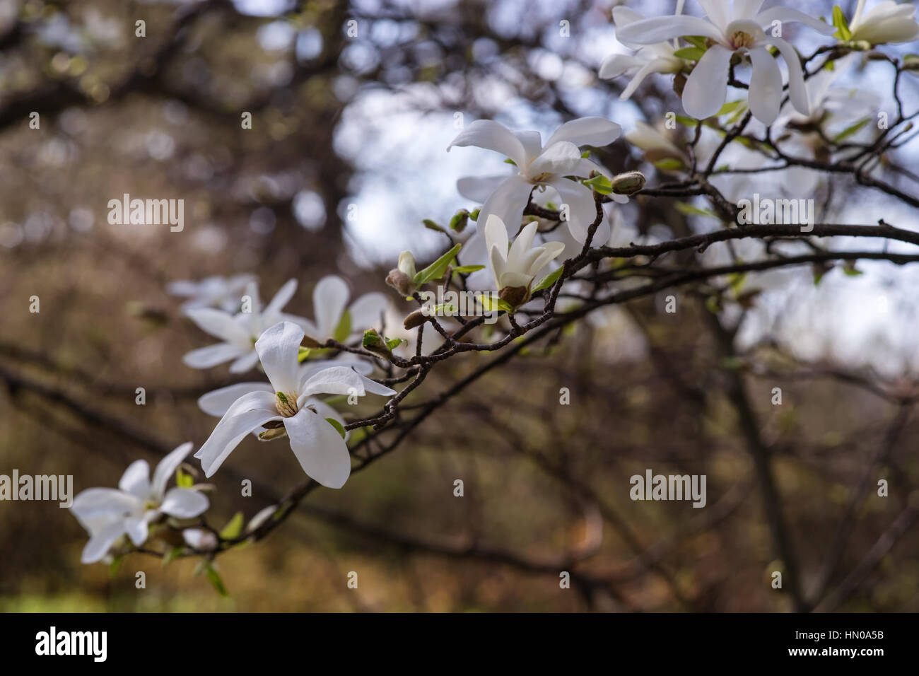 Buds white magnolia blossom hi-res stock photography and images - Alamy