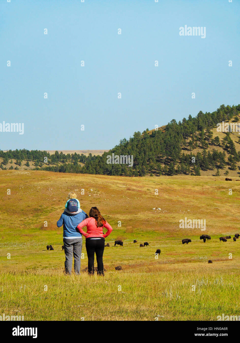 Buffalo, Wildlife Loop Road, Custer State Park, Black Hills, South ...