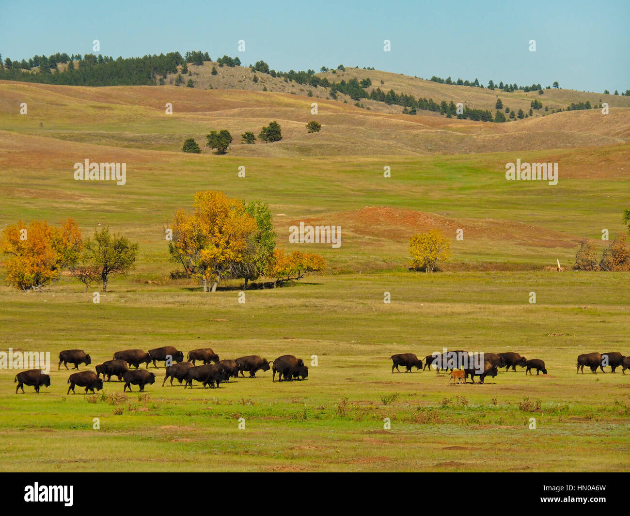 Buffalo, Wildlife Loop Road, Custer State Park, Black Hills, South ...