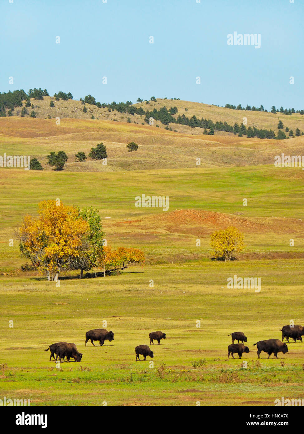 Bison south dakota custer road hi-res stock photography and images - Alamy