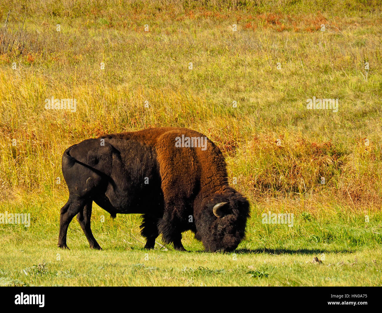 Buffalo, Wildlife Loop Road, Custer State Park, Black Hills, South ...