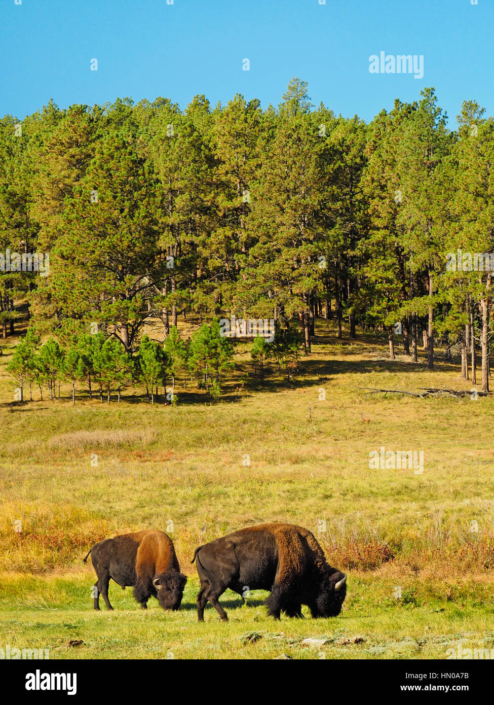 Buffalo, Wildlife Loop Road, Custer State Park, Black Hills, South ...
