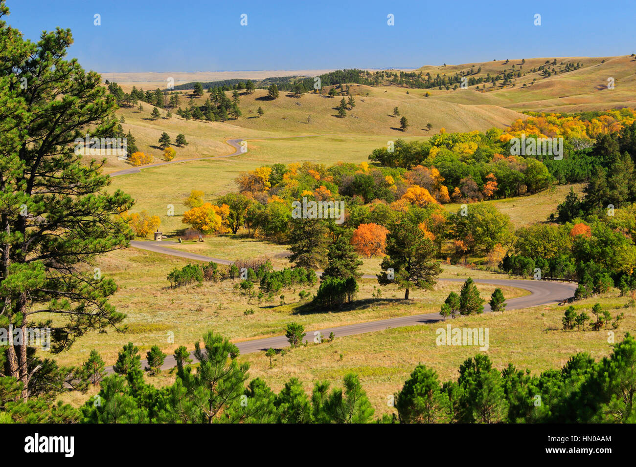Wildlife Loop Road, Custer State Park, Black Hills, South Dakota, USA