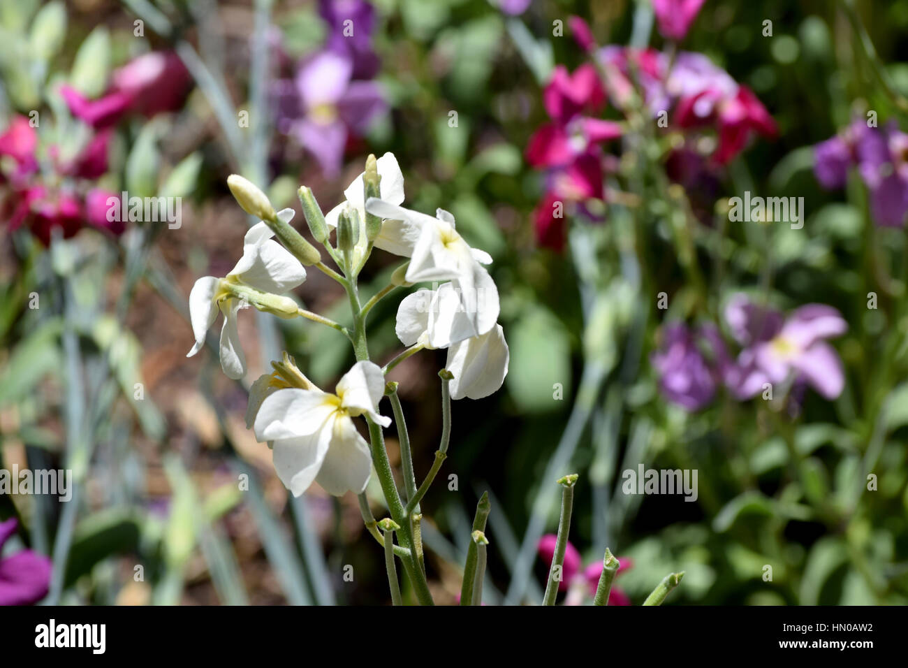 Multicolored small flowers hi-res stock photography and images - Alamy