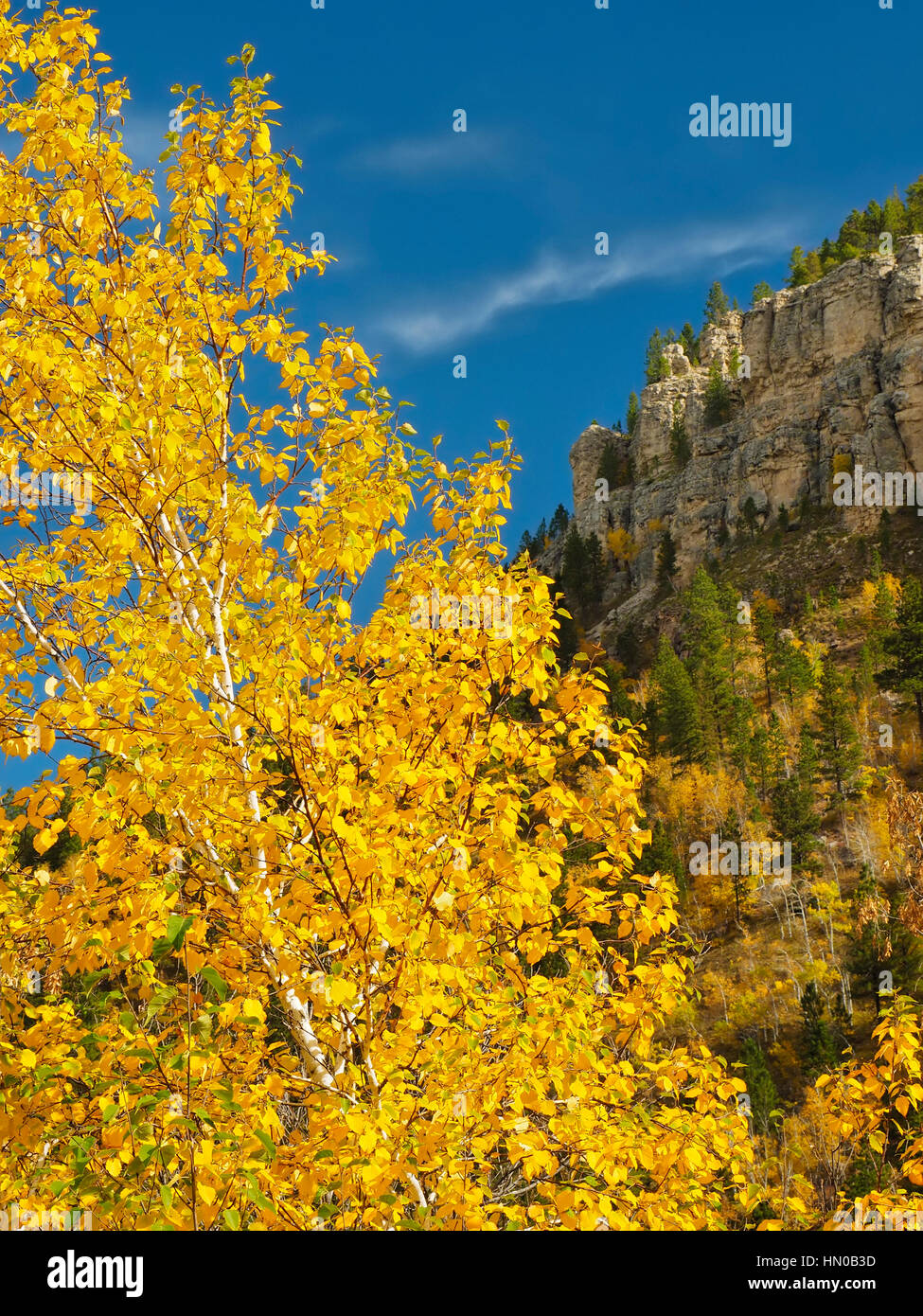 Spearfish Canyon, Black Hills, Spearfish, South Dakota, USA Stock Photo