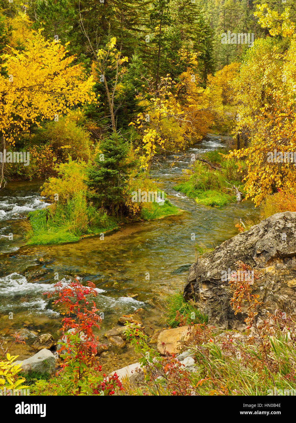 Spearfish Creek, Spearfish Canyon, Spearfish, South Dakota, USA Stock