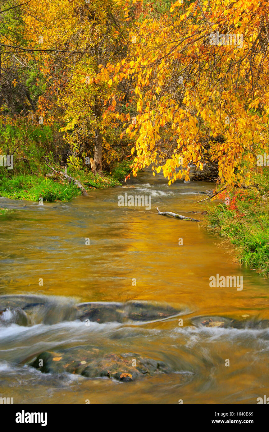 Spearfish Creek, Spearfish Canyon, Spearfish, South Dakota, USA Stock