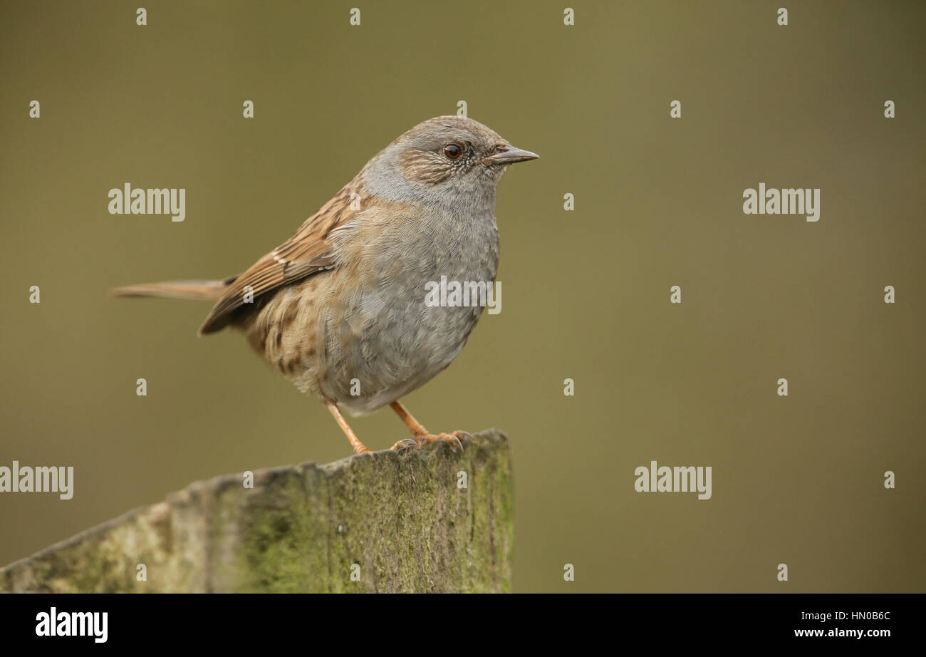 A pretty Dunnock (Prunella modularis) perched on a wooden post. Stock Photo