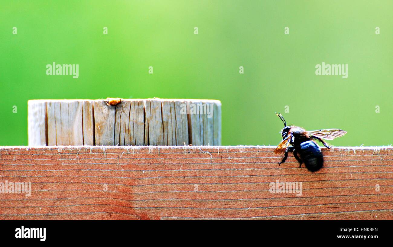 Close-up of one Bee on a wooden brown plank, with green blurry background Stock Photo