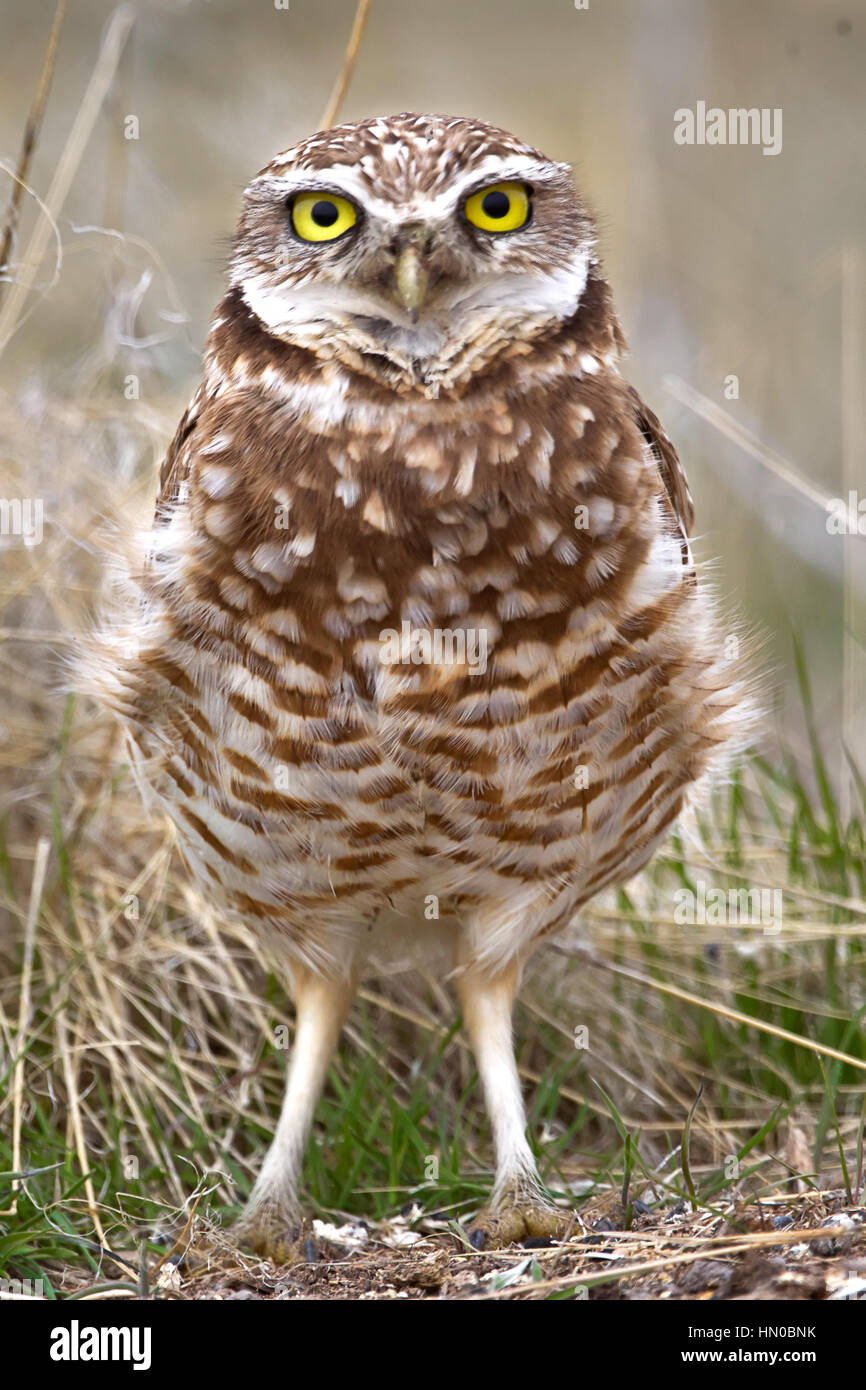 Burrowing Owl (Athene Cunicularia) standing in grass at Antelope Island, Syracuse, Utah, USA Stock Photo