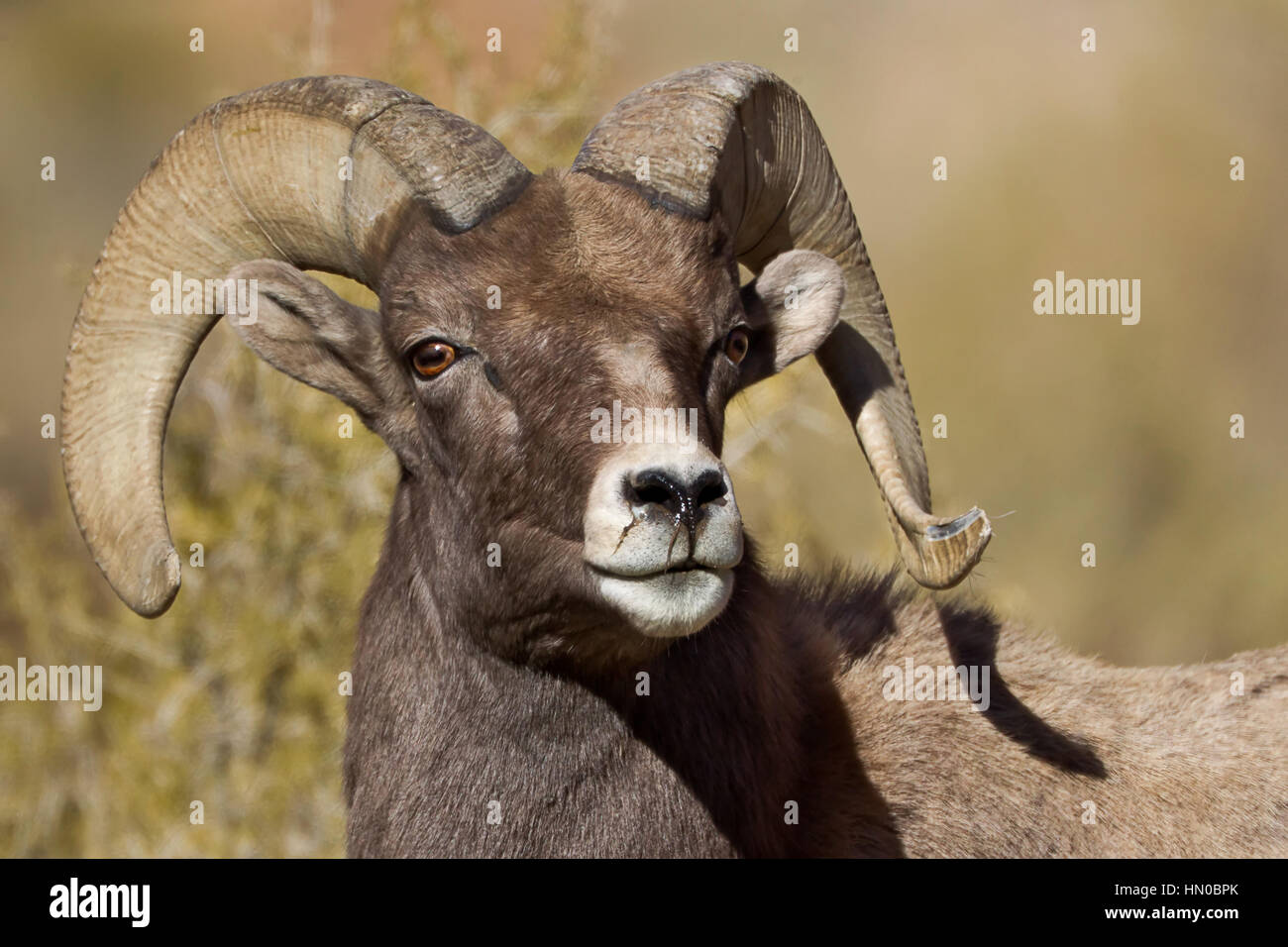 BigHorn Sheep Face, Male Ram Curved Horns, Ovis canadensis, in southern Utah, Green River, Utah, USA Stock Photo