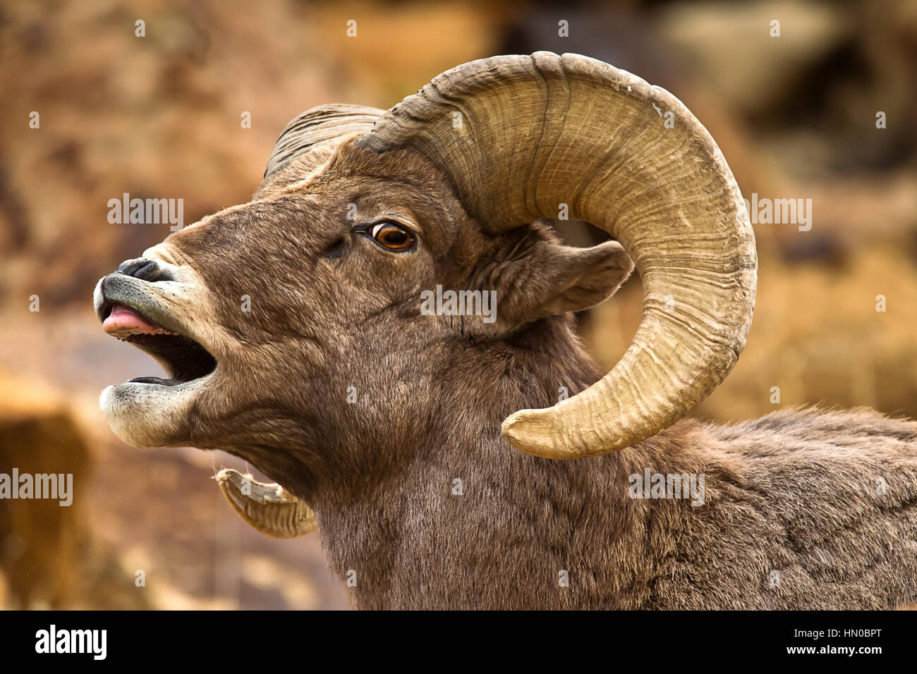 Male Ram Portrait, Ovis canadensis, BigHorn Sheep in Green River, Utah, USA Stock Photo