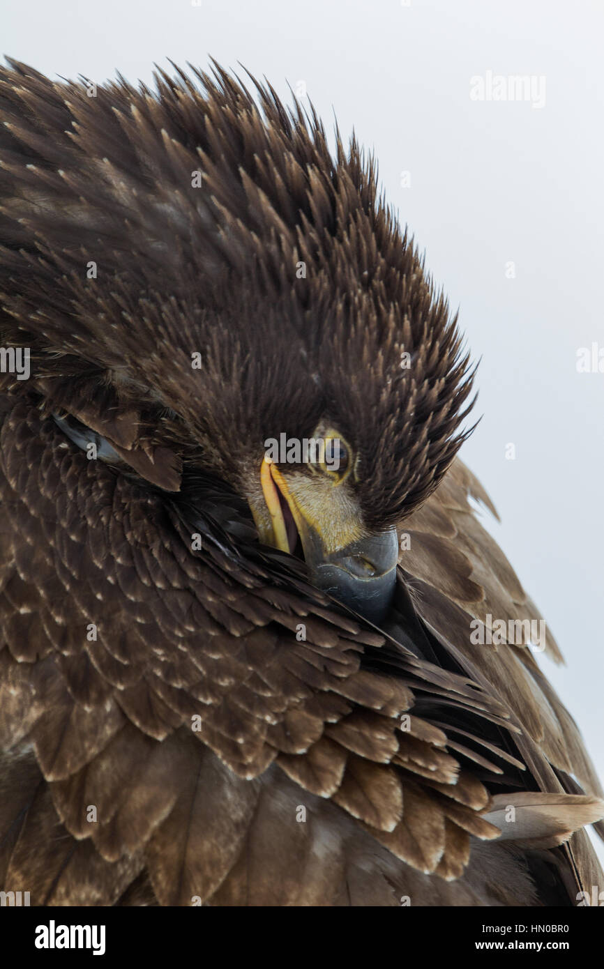 A profile of a young, juvenile American Bald Eagle (haliaeetus leucocephalus) in Farmington, Utah, USA Stock Photo