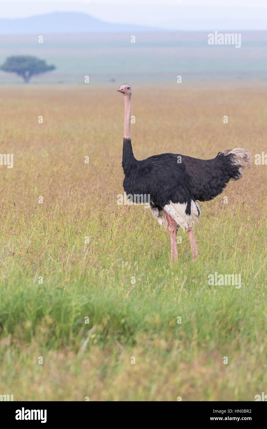 Ostrich (Struthio camelus) in the Serengeti National Park, Mara Reserve, Tanzania, Africa Stock Photo