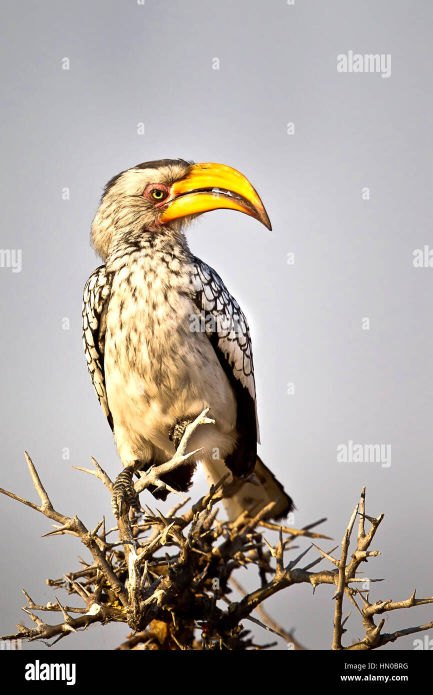 Stock : Southern Yellow Billed Hornbill Bird (Tockus Leucomelas) looking away, perched on a branch in Atosha National Park, Namibia, Africa Stock Photo