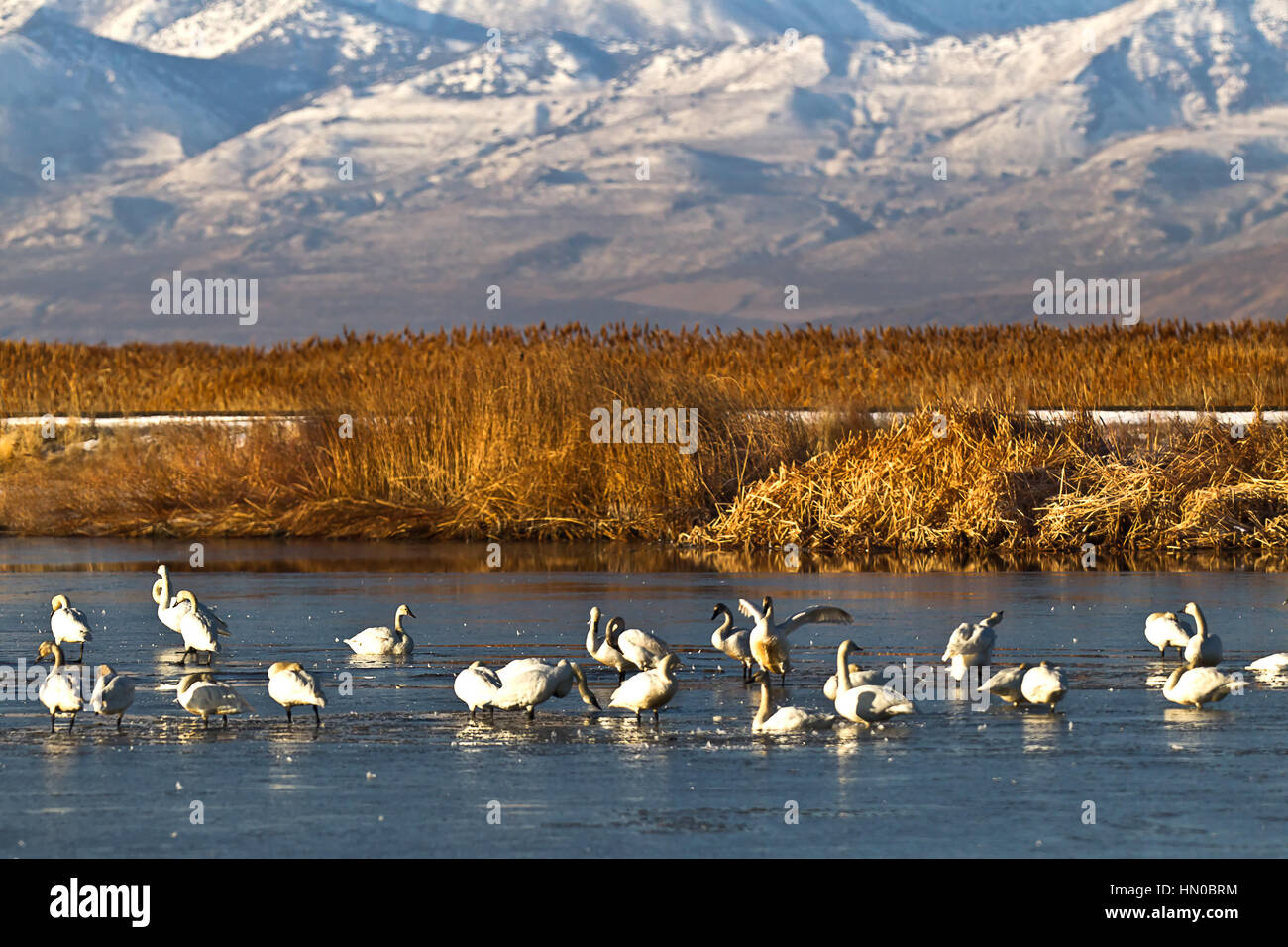 A flock of Tundra Swans (Cygnus columbianus) feeding in the water of northern Utah's Bear River, UT, USA Stock Photo
