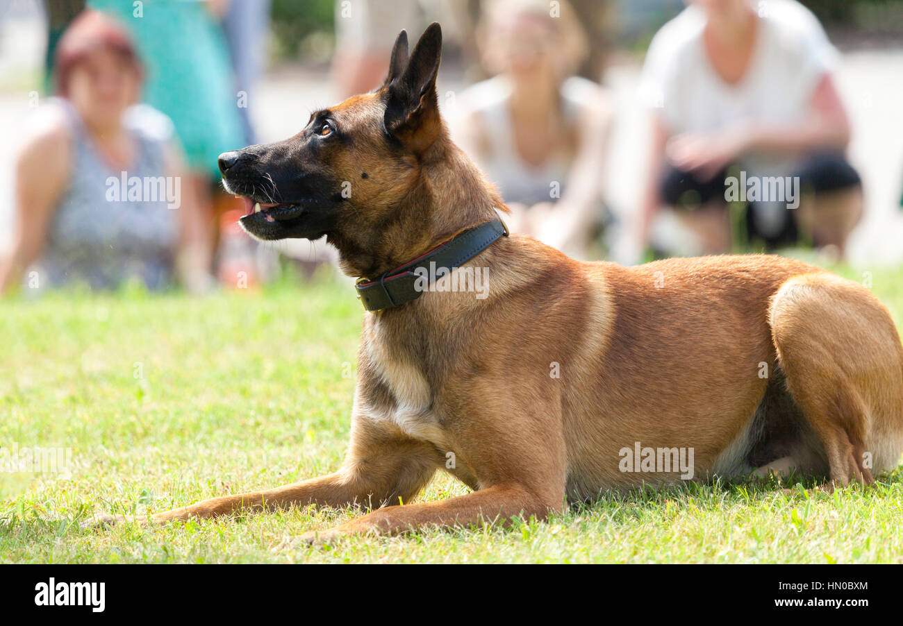 german military police sheepdog lies on grass Stock Photo Alamy