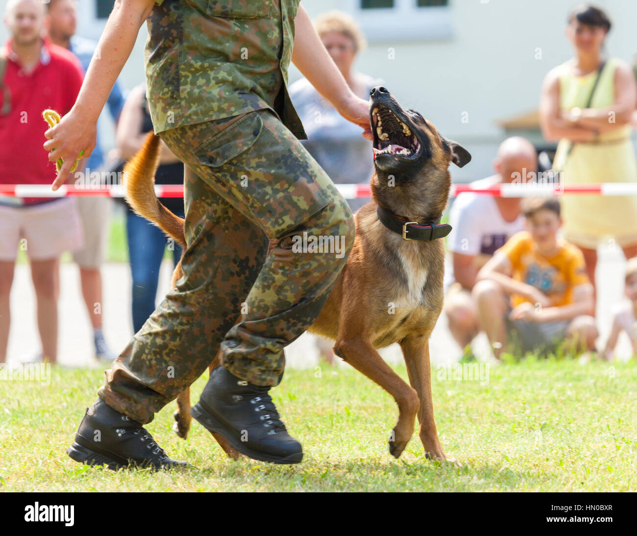german military police sheepdog walks by his owner Stock Photo